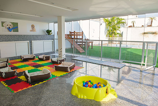ABC Campus Dog - creche para cachorro e hotel para cachorro - Centro de cuidados diurnos para cachorros