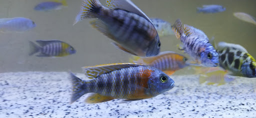 African Cichlids Aquarismo - Aquário