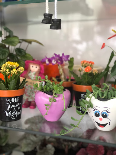 Andrea Plantando Sonhos - Floricultura