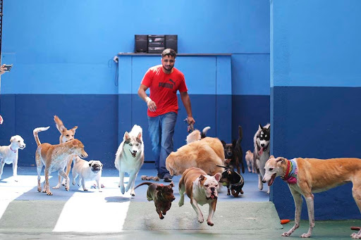 Cantinho do AuAu - Creche & Hotel para Cães - Pet Shop