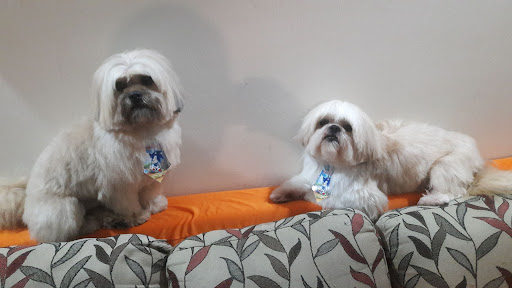 Centro Veterinário Animalis - Veterinário