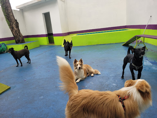 Centro de Desenvolvimento Pet Blu Dog - Veterinário