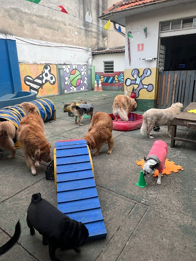 Creche Hotel Banho Cão a Cão - Serviço de creche