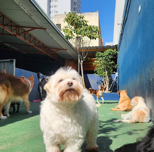 Creche Para Cães - Praça dos Cães - Serviço de creche