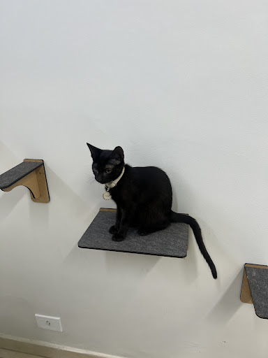 Dália Pet - Clínica Veterinária - Veterinário