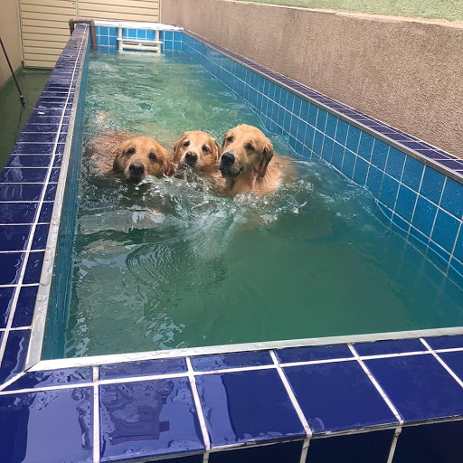 DogZone - Banho e tosa
