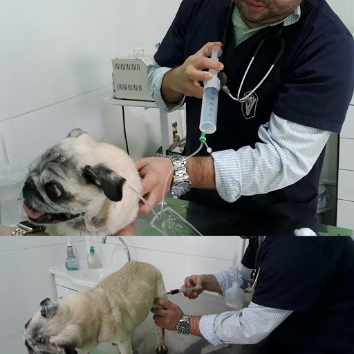 Dr Roberto Siqueira - Veterinário