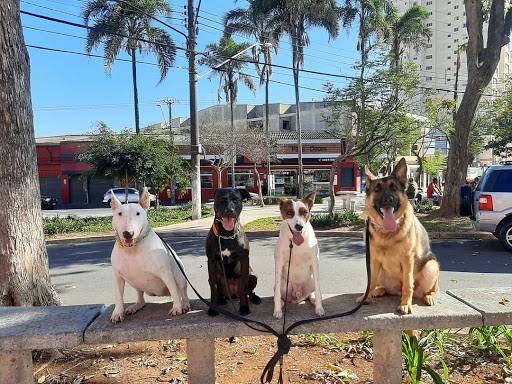 Escola para cães DoggFitness - Psicologia Canina - Treinador de cachorros