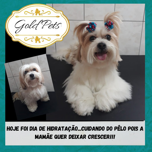 Gold pets - Banho e tosa
