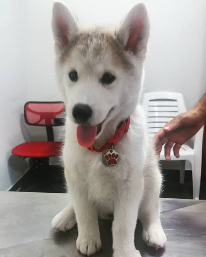 NucleVet Atendimento Veterinário - Veterinário