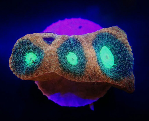 Ocean Bio Reef - Loja especializada em aquários