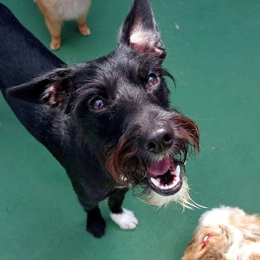 Pequenitos Pet Clube - Hotel para animais de estimação