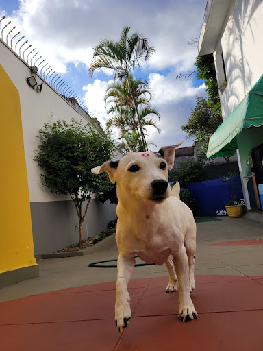 Pet Family - Creche para cachorro - Creche