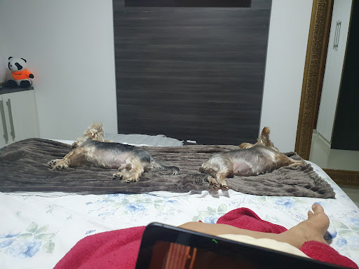 Pet Shop Studio Dog & Cat - Banho e tosa