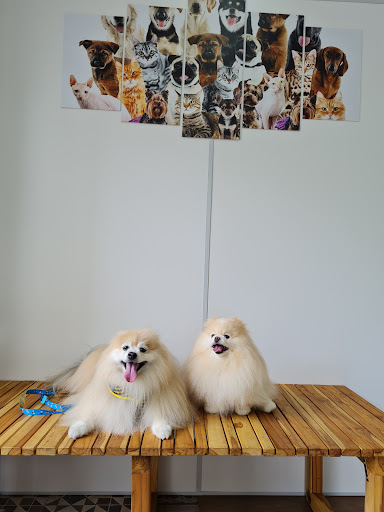 Petlife São Caetano - Veterinário