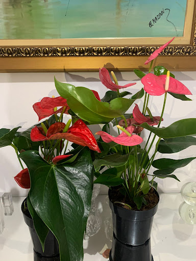 Sanca Flores online - Plantas em São Caetano do Sul - Serviço de plantas para interiores