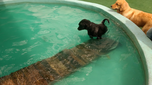 pet park hotel - Hotel